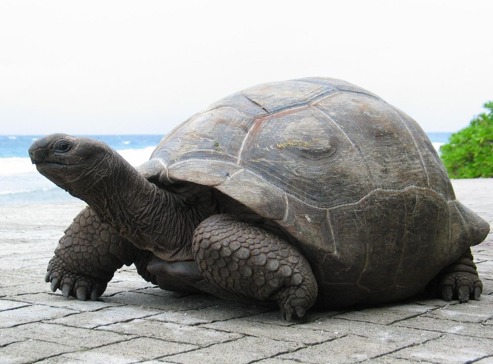 File:Aldabrachelys gigantea -La Digue Island, Seychelles-8.jpg - Wikimedia  Commons