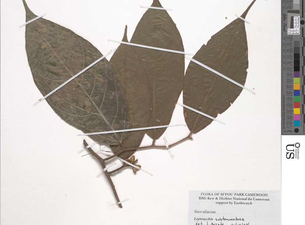 Fichier:Leptonychia subtomentosa-NMNH-03381061.jpg — Wikipédia