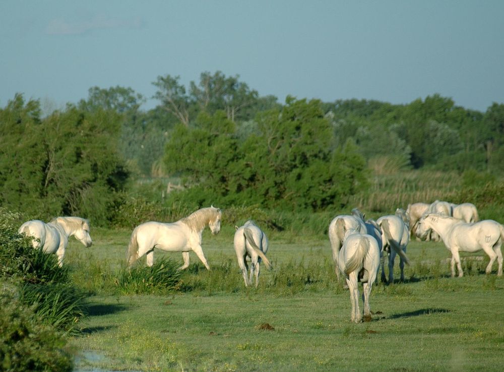 File:Horses in camargue.JPG - Wikimedia Commons