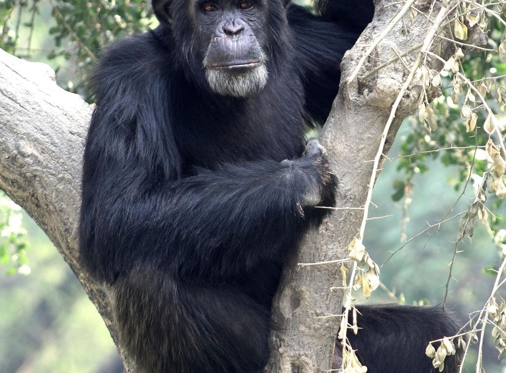 File:Chhajju Kanpur Zoo.JPG - Wikimedia Commons