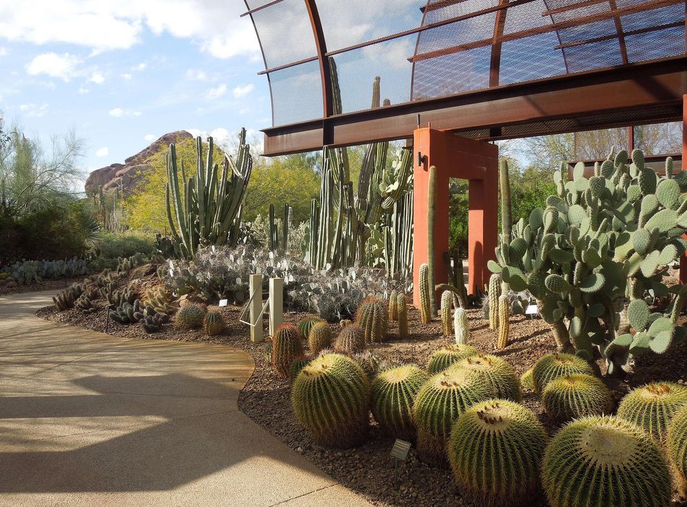 File:Desert Botanical Garden Phoenix Arizona 51.JPG - Wikimedia Commons