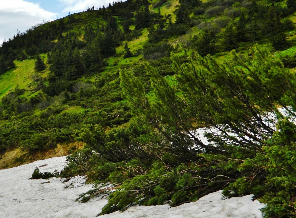 Файл:Pinus mugo Chornohora Ukrainian Carpathians snow.JPG — Вікіпедія