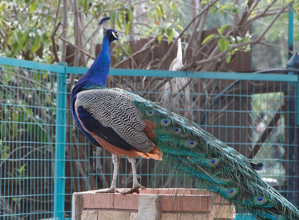 File:Limassol Zoo, Cyprus - panoramio.jpg - Wikimedia Commons