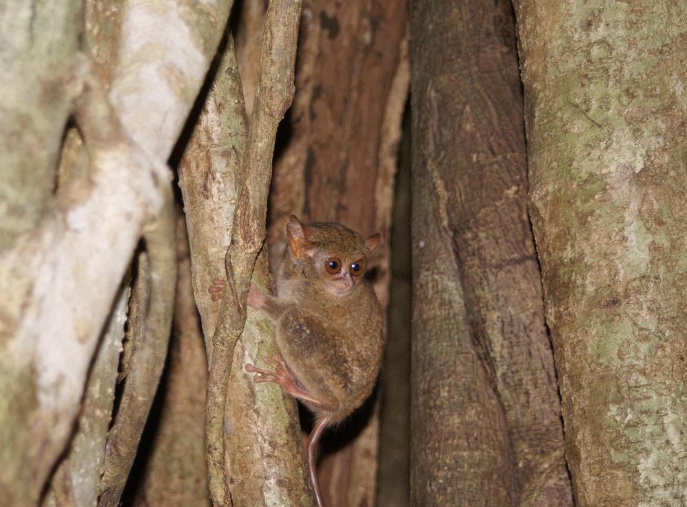 File:Tarsius tarsier Tangkoko National Park.JPG - Wikimedia Commons
