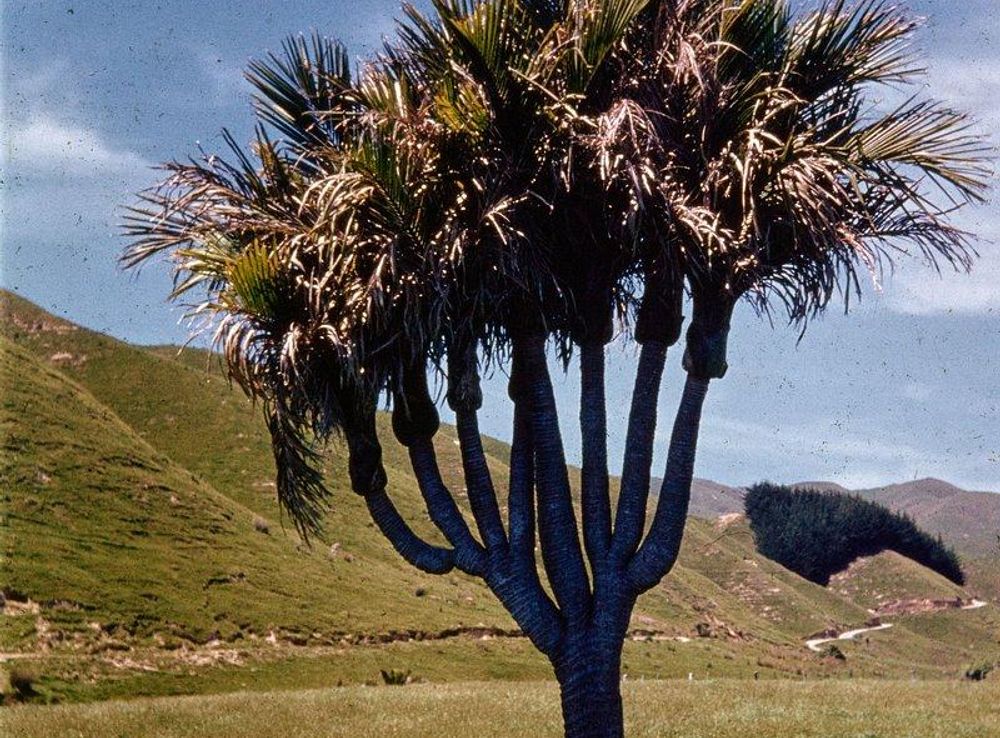 Public Domain Savanna Photos Images | Free Photos, PNG Stickers, Wallpapers  & Backgrounds - rawpixel