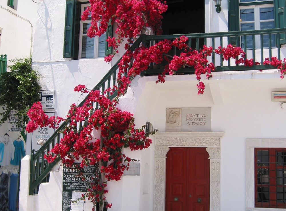 Fil:Mykonos Bougainvillée.JPG – Wikipedia