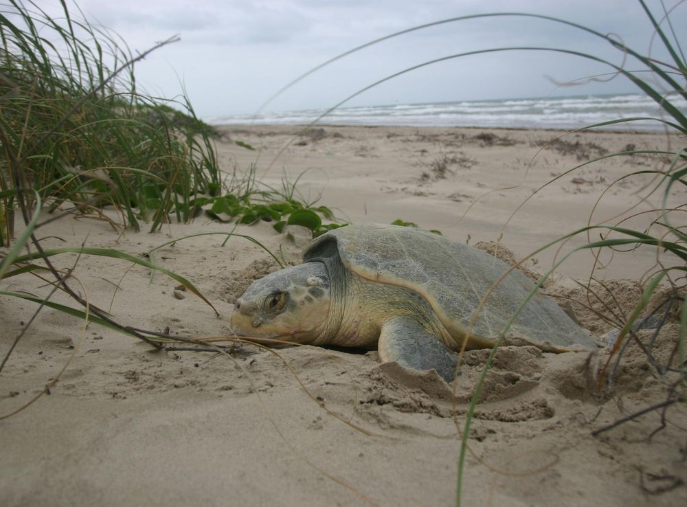 Padre Island National Seashore announces $153,000 project to analyze rising  sea level impacts on sea turtles - Padre Island National Seashore (U.S.  National Park Service)