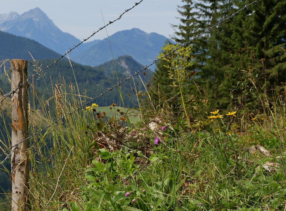 File:Hengstpass Blumenwiese.jpg - Wikimedia Commons