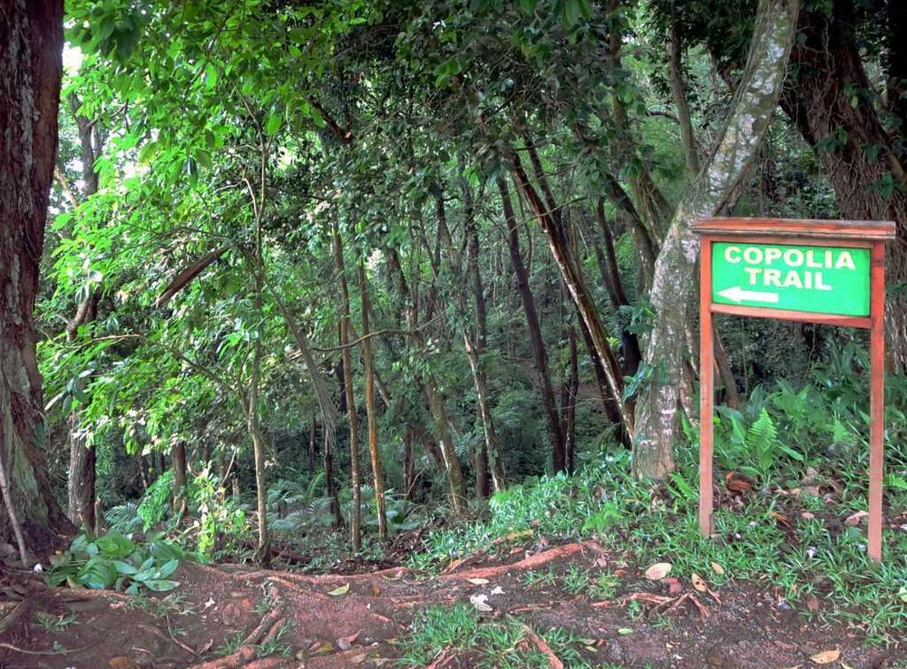 File:Copolia Trail Mahe Seychelles.jpg - Wikimedia Commons
