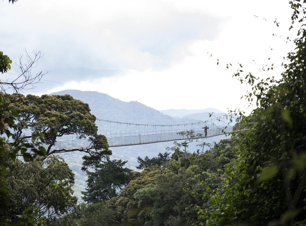 File:Nyungwe Canopy Walk.jpg - Wikimedia Commons