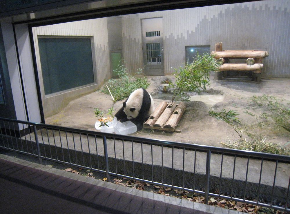 File:Giant Panda in Ueno Zoo.JPG - Wikimedia Commons