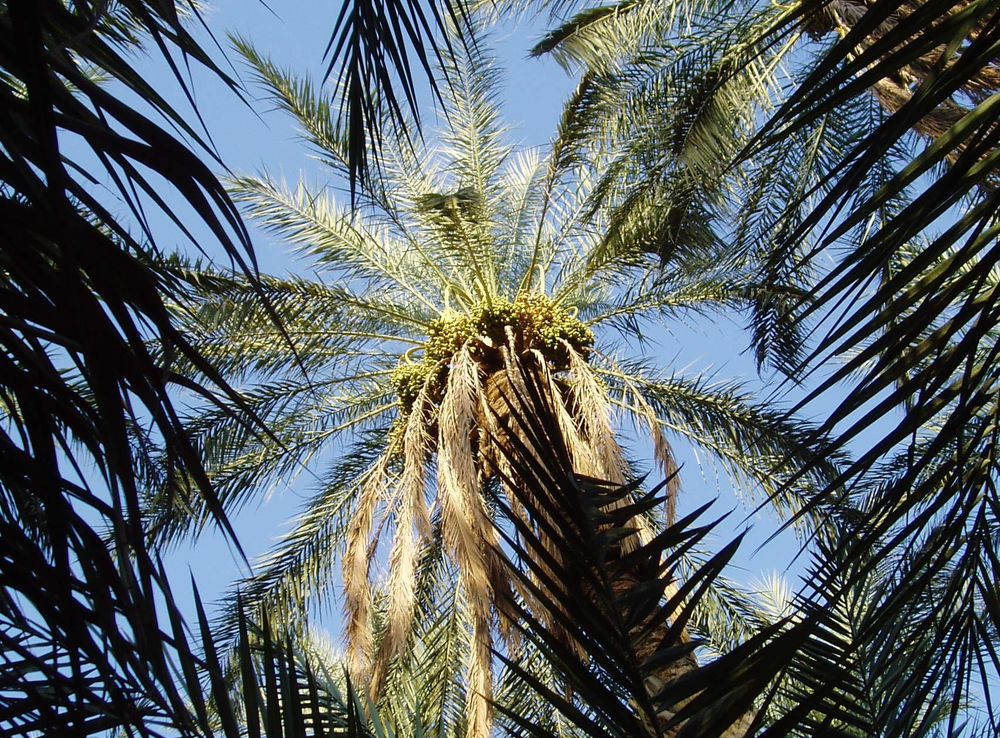 File:Palm tree in Tozeur, Tunisia.JPG - Wikimedia Commons