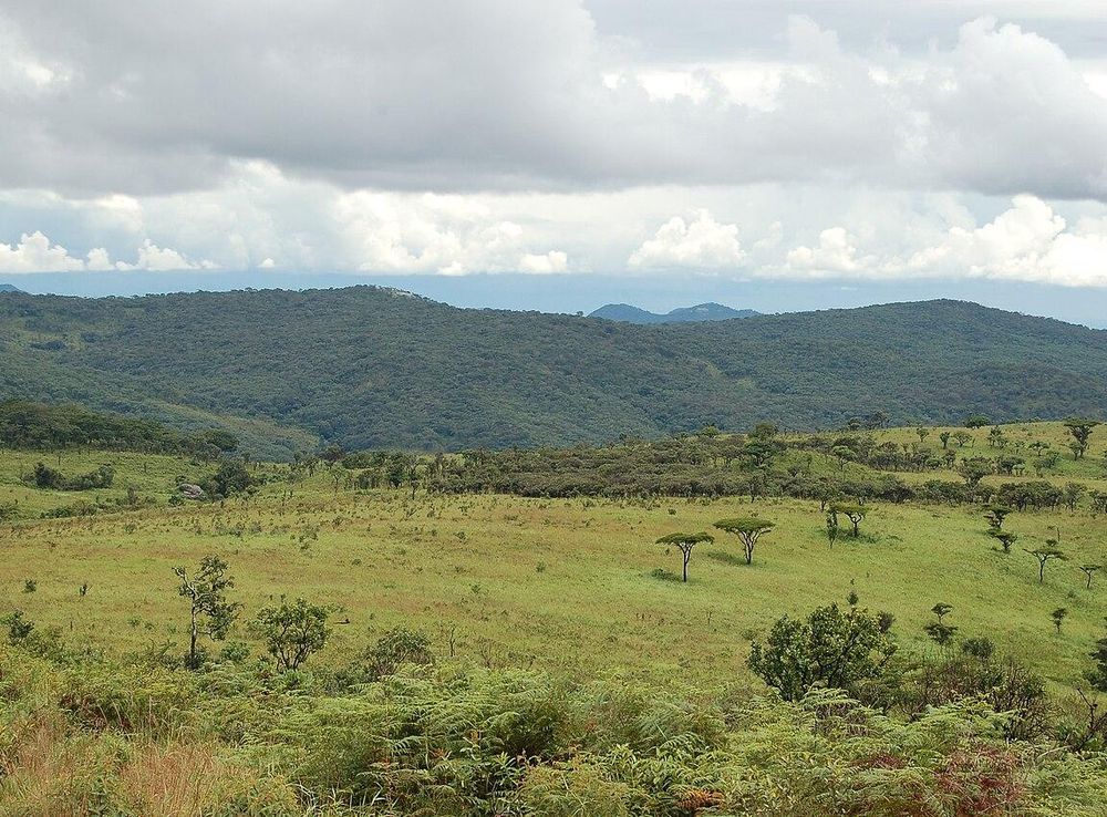 File:Nyika National Park, Malawi (2489516573).jpg - Wikimedia Commons