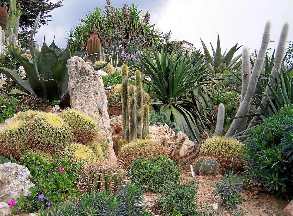 File:Eze jardin exotique.JPG - Wikimedia Commons