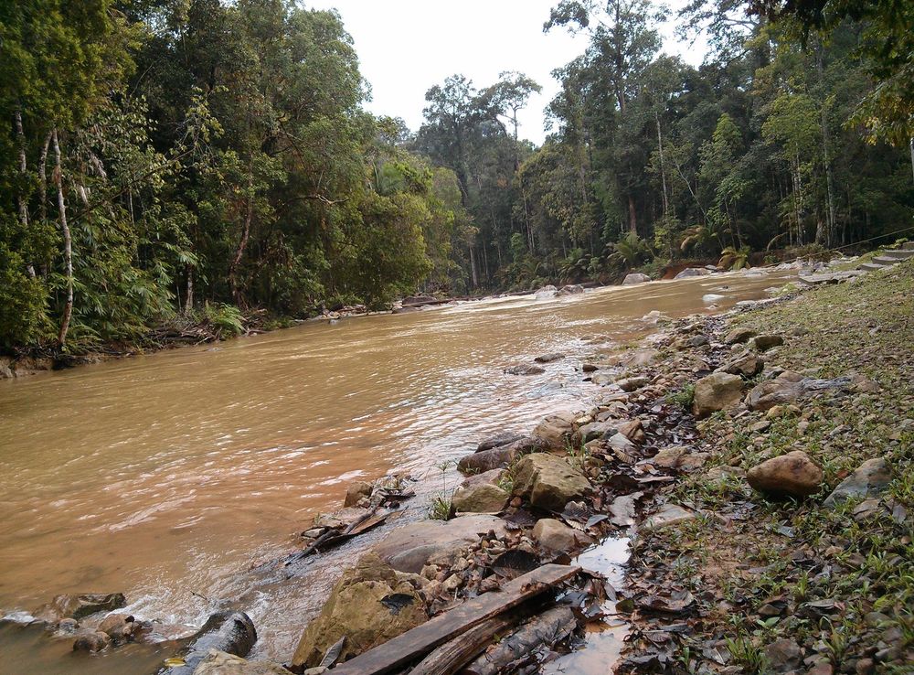File:Endau rompin, Malaysia.jpeg - Wikimedia Commons