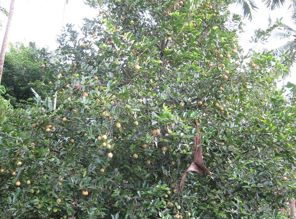 Nutmeg - Wikipedia