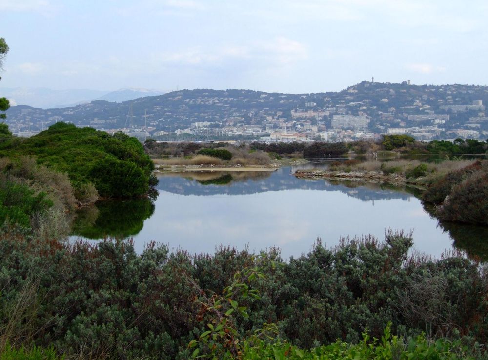 Fichier:Ile Sainte-Maguerite - Etang du Bateguier 2.JPG — Wikipédia