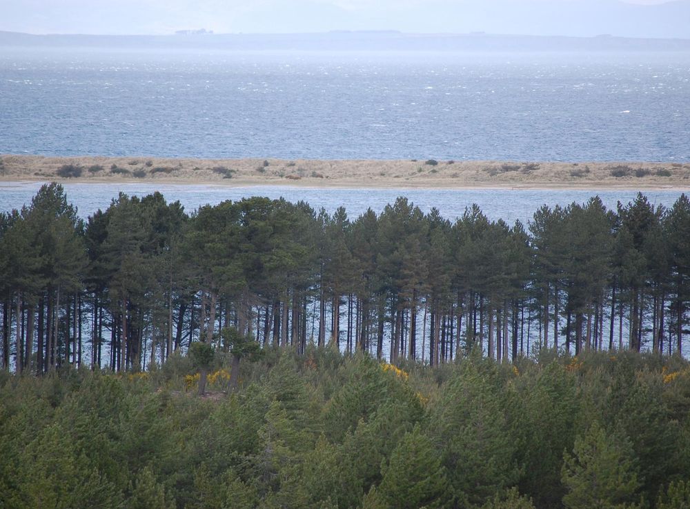 File:Culbin Forest, Scotland.jpg - Wikimedia Commons