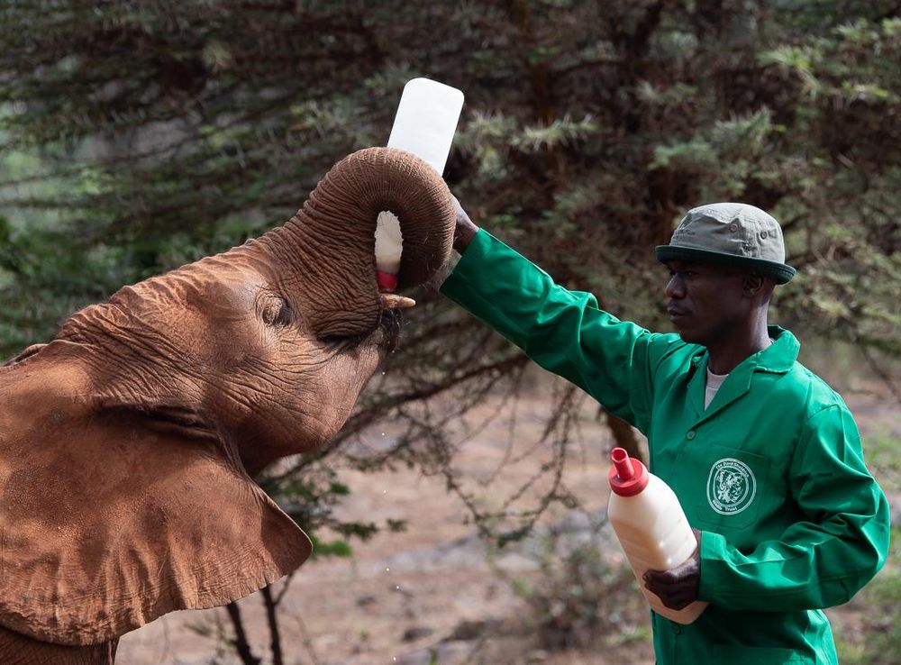 File:Baby elephant being fed at David Sheldrick Wildlife Trust.jpg -  Wikimedia Commons
