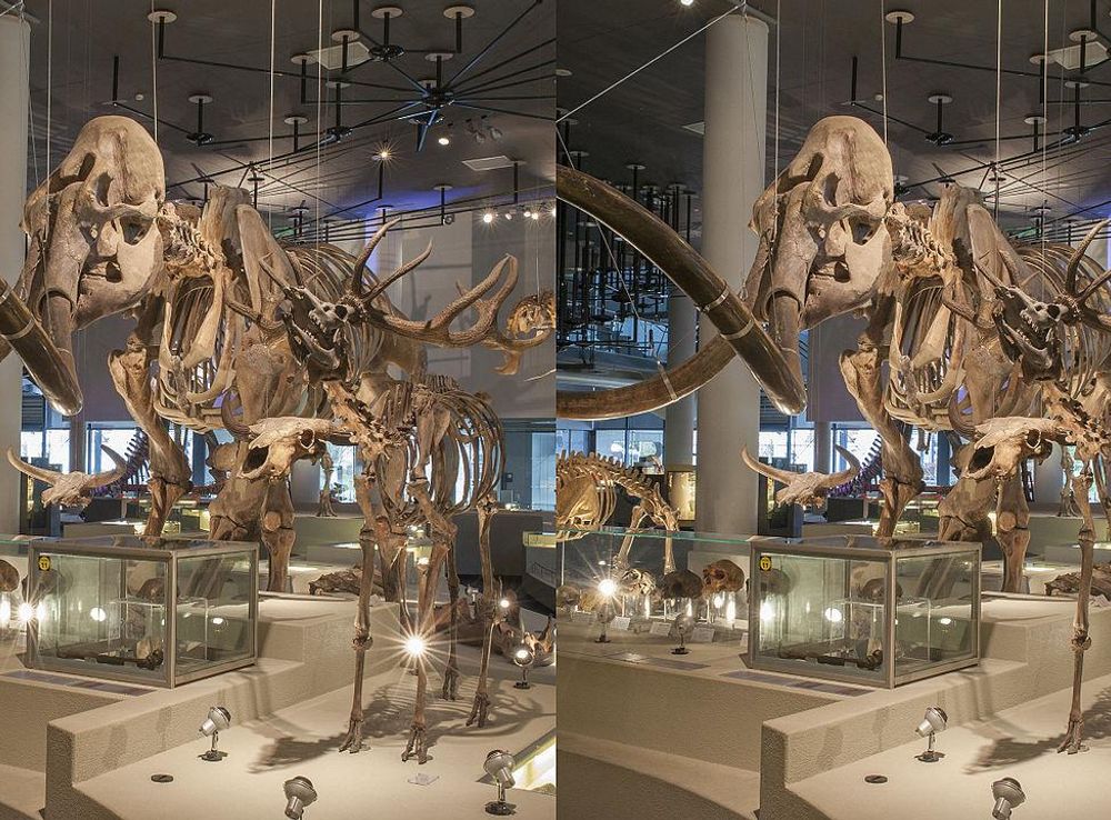 File:Naturalis Biodiversity Center - Museum - Exhibition Primeval parade 01  - Stereo image mammoth Mammuthus primigenius skeleton.jpg - Wikimedia  Commons