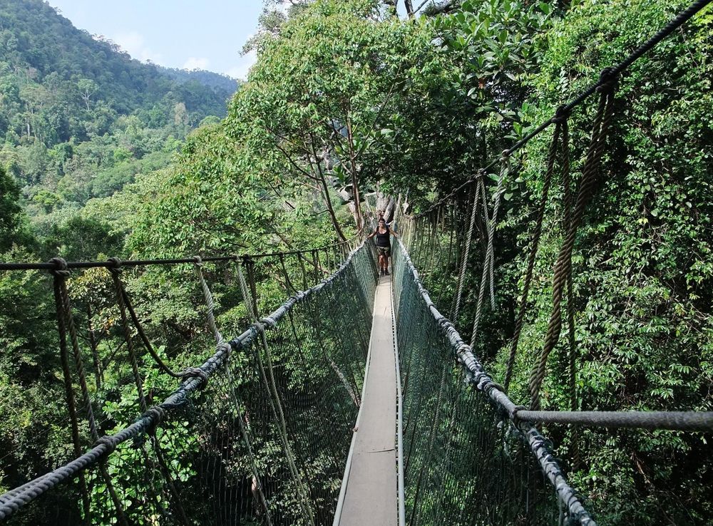 File:Taman Negara Canopy Walkway.JPG - Wikimedia Commons