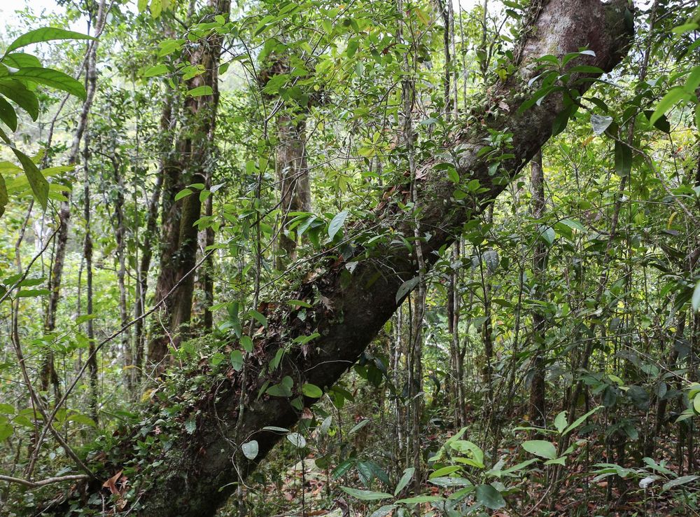 File:Mossman Gorge 02.jpg - Wikimedia Commons