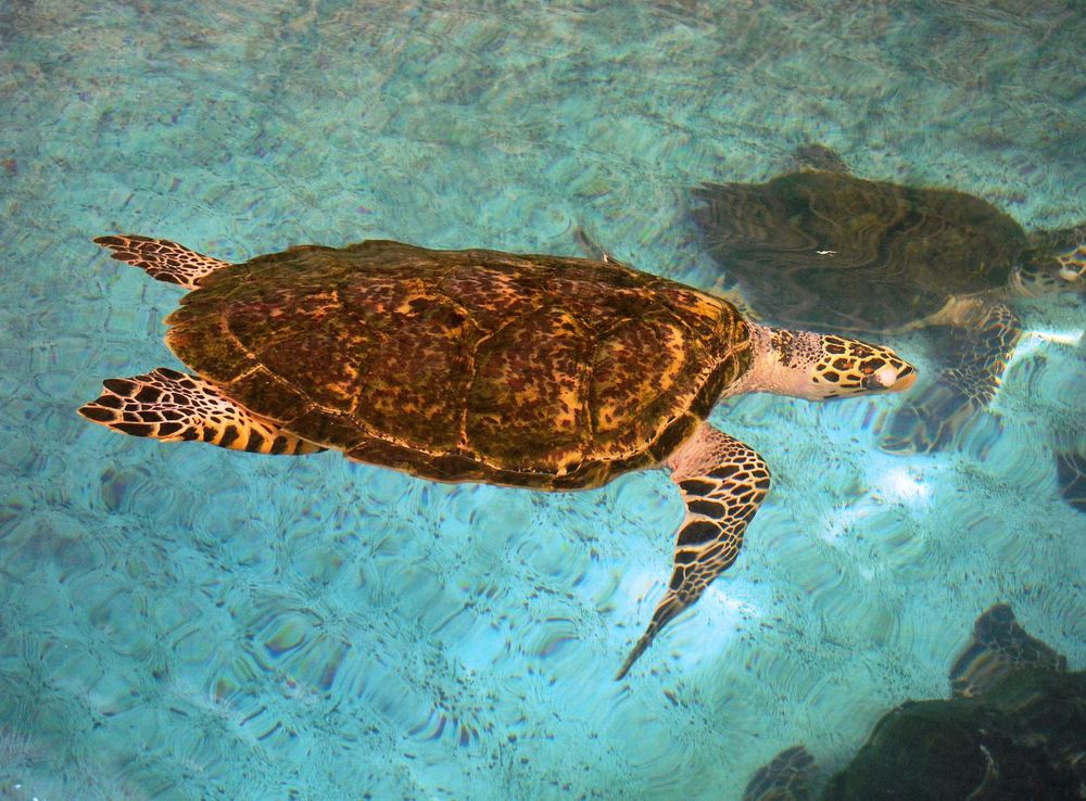 File:TurtlesTankNTCMaz1.JPG - Wikimedia Commons