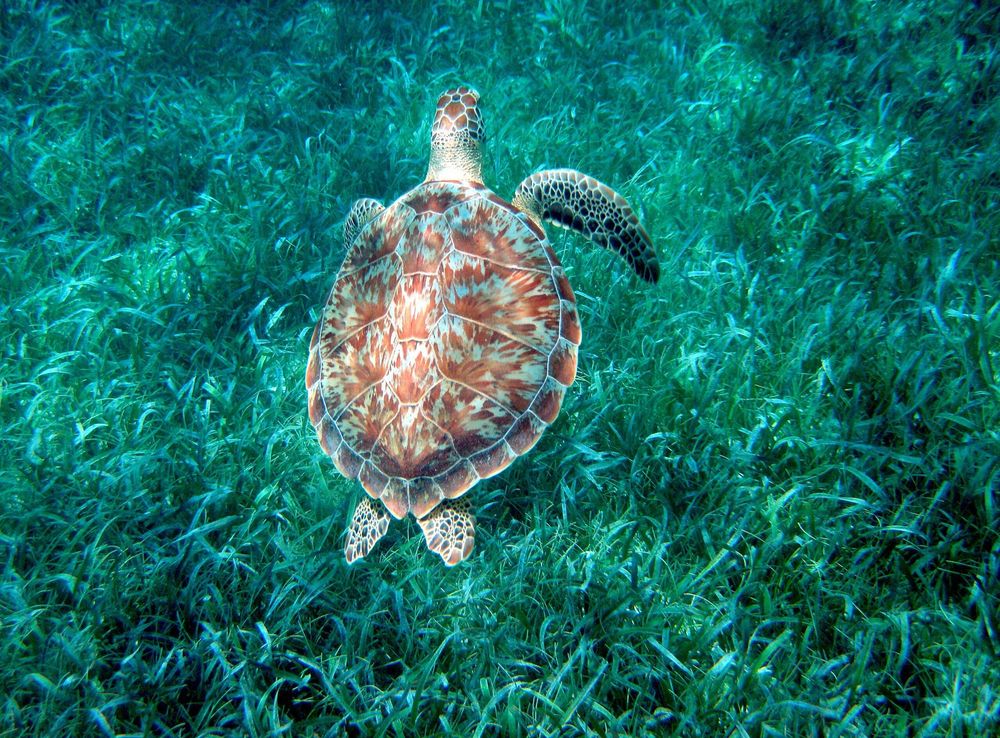 File:GreenSeaTurtle-HolChanMarineReserve-Belize.JPG - Wikimedia Commons