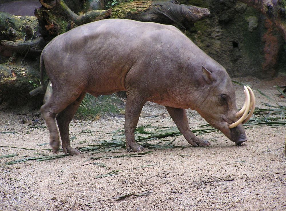 Sulawesi - Wikipedia