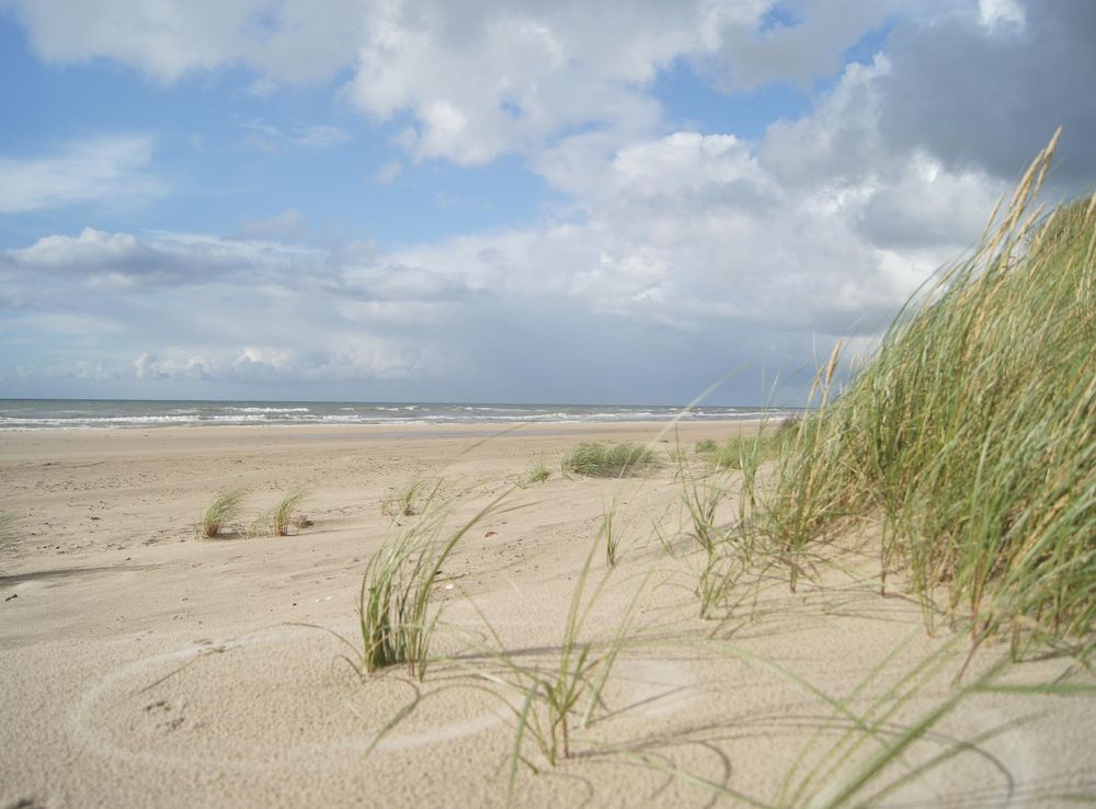 Fil:Beach-weeds near Blokhus in the Jammerbugt.JPG - Wikipedia, den frie  encyklopædi