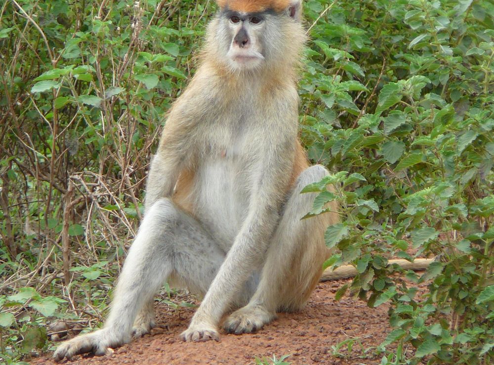 File:Patas Monkey in Mole National Park, Northern Region, Ghana, 2011  (cropped).JPG - Wikimedia Commons