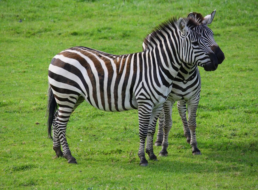 File:Equus quagga boehmi in Blair Drummond Safari Park.JPG - Wikimedia  Commons