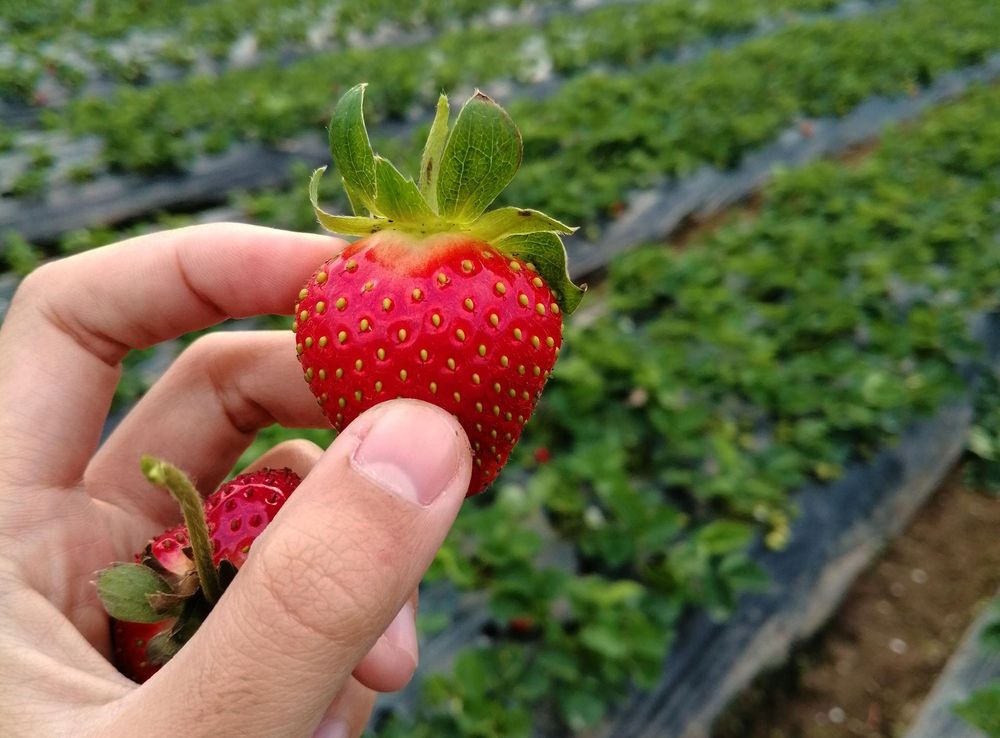 File:Strawberry Farm @ Baguio City.jpg - Wikimedia Commons