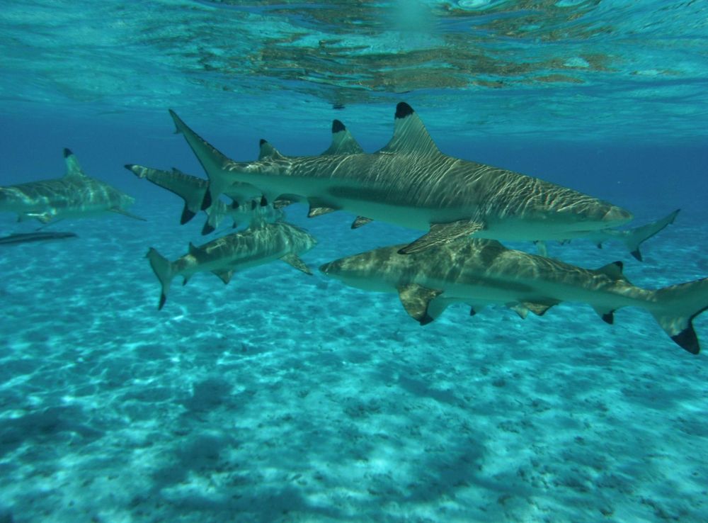 File:Carcharhinus melanopterus Bora Bora.jpg - Wikimedia Commons