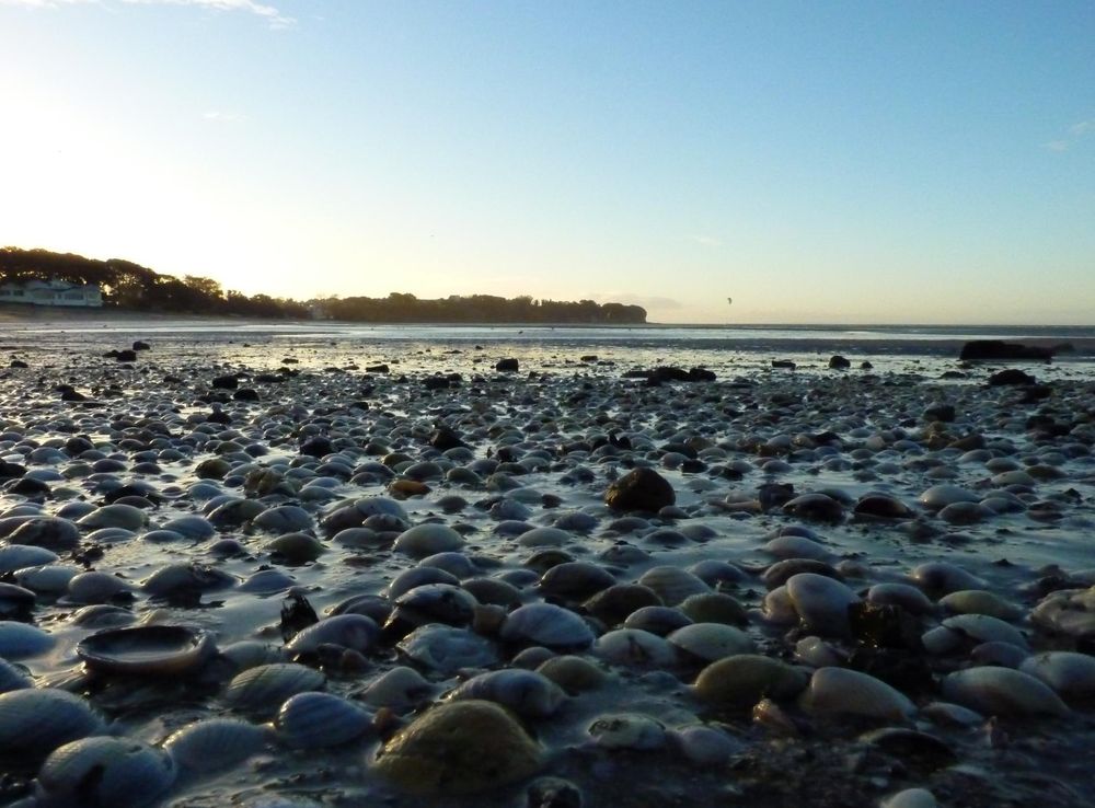 File:Auckland, Devonport, Cheltenham Beach (7).JPG - Wikimedia Commons