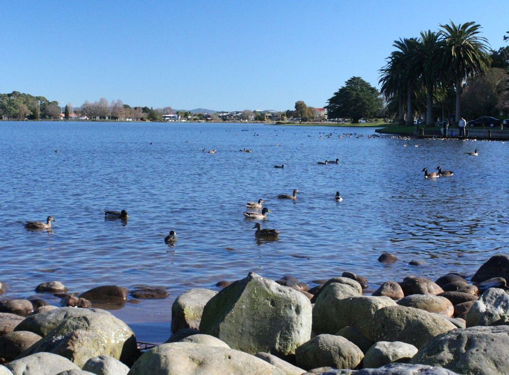 File:Lake Rotoroa Hamilton Lake (175002898).jpg - Wikimedia Commons