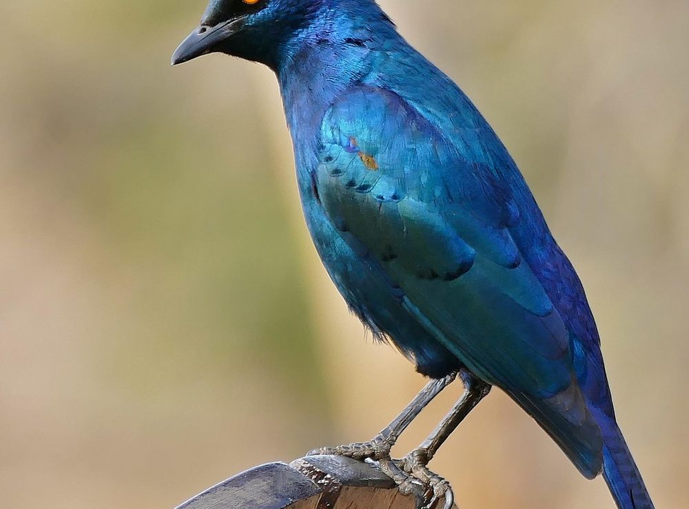 File:Cape Glossy Starling (Lamprotornis nitens) (31655330124).jpg -  Wikimedia Commons