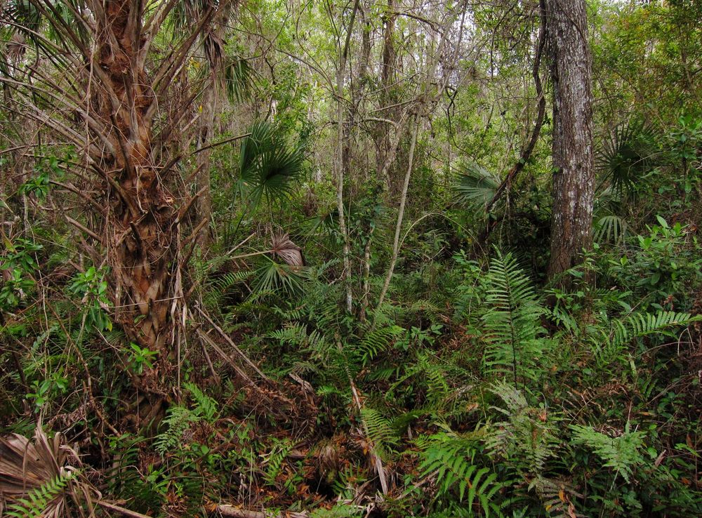 File:Fakahatchee Strand Preserve.jpg - Wikimedia Commons