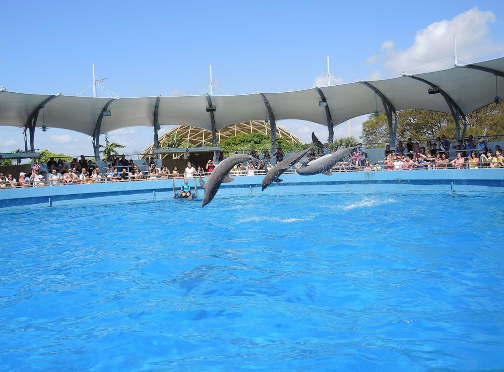File:MiamiSeaquarium-Dolphins.JPG - Wikimedia Commons