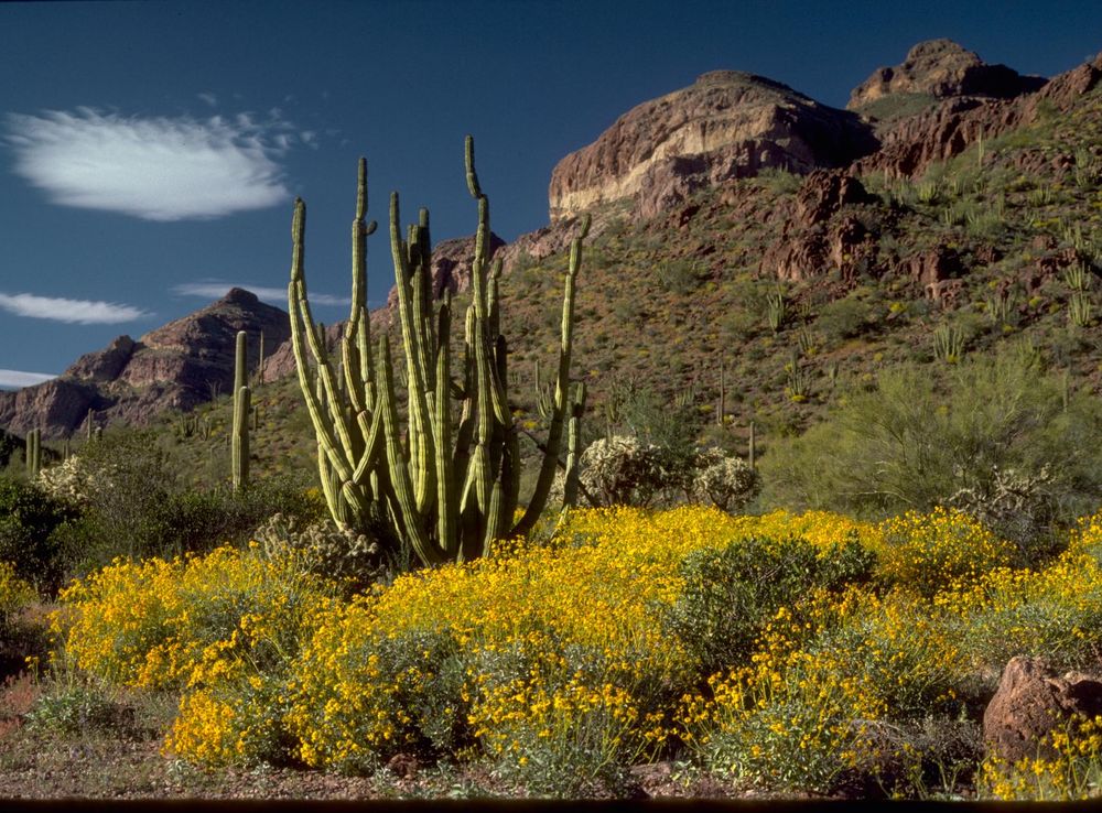 File:Organ Pipe Cactus National Monument ORPI4653.jpg - Wikimedia Commons