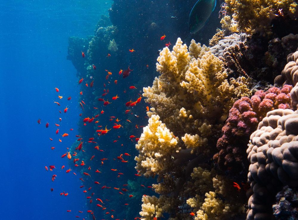 File:Red Sea Corals (223656591).jpeg - Wikimedia Commons