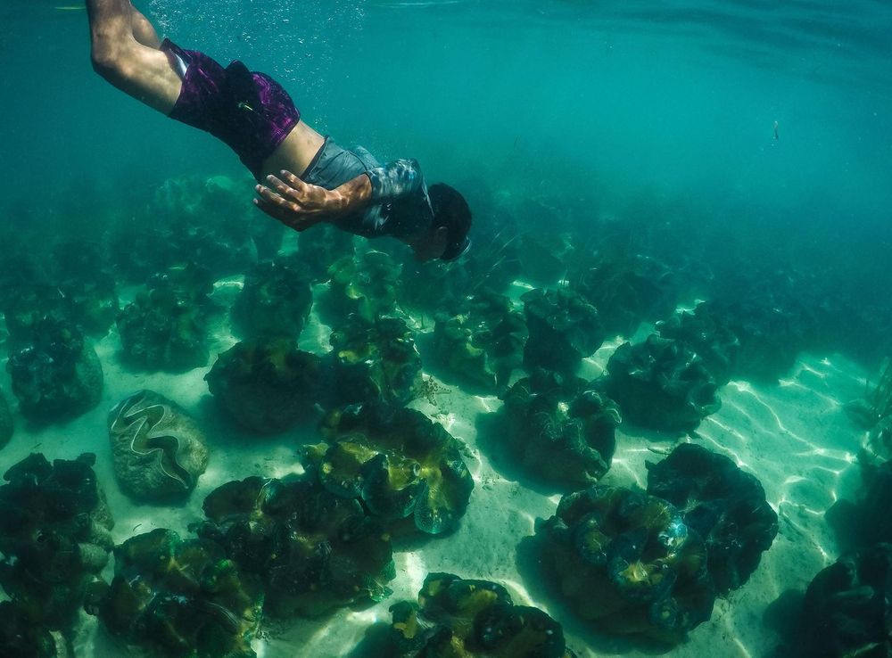 File:Bolinao Giant Clam Sanctuary.jpg - Wikimedia Commons