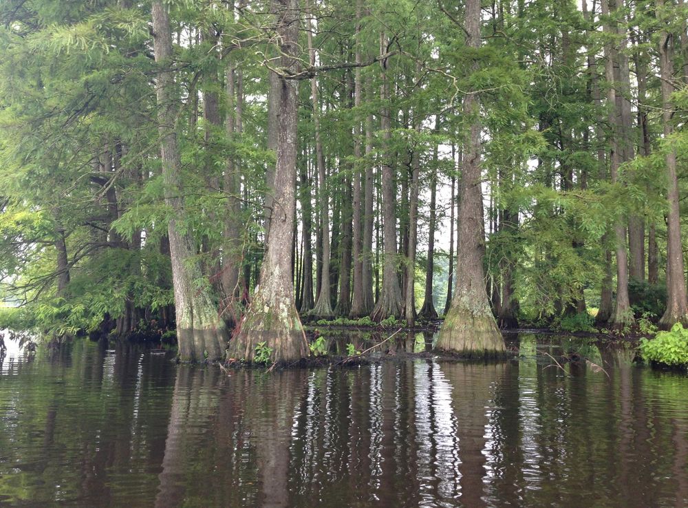 File:Bald Cypress.JPG - Wikimedia Commons
