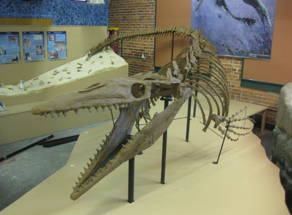 File:Tylosaur MOWT.JPG - Wikimedia Commons