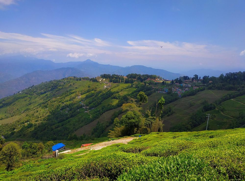 File:Tea Estate, Darjeeling.jpg - Wikimedia Commons