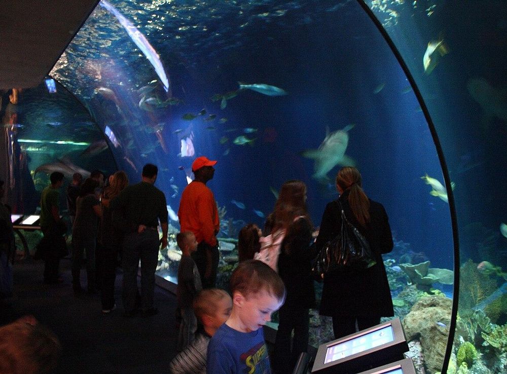File:Wild Reef at Shedd Aquarium 8, 2009-11-15.jpg - Wikimedia Commons
