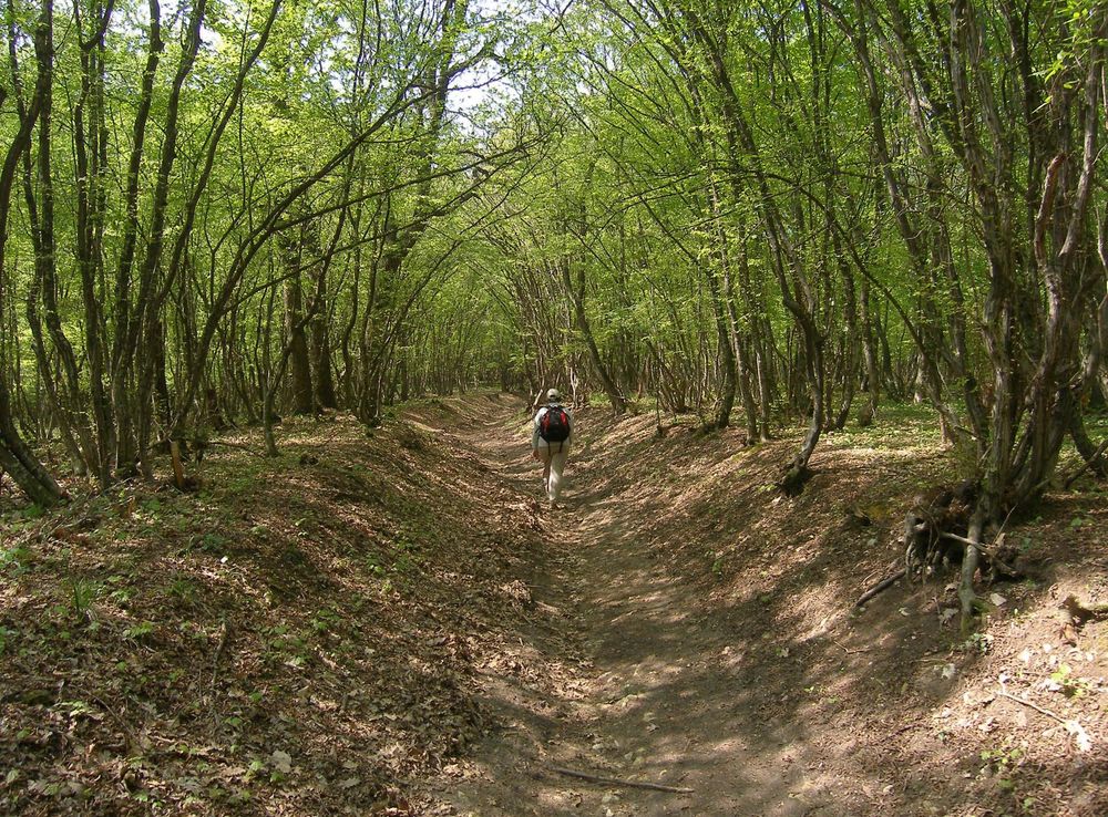 File:Shumen plateau forest.jpg - Wikimedia Commons