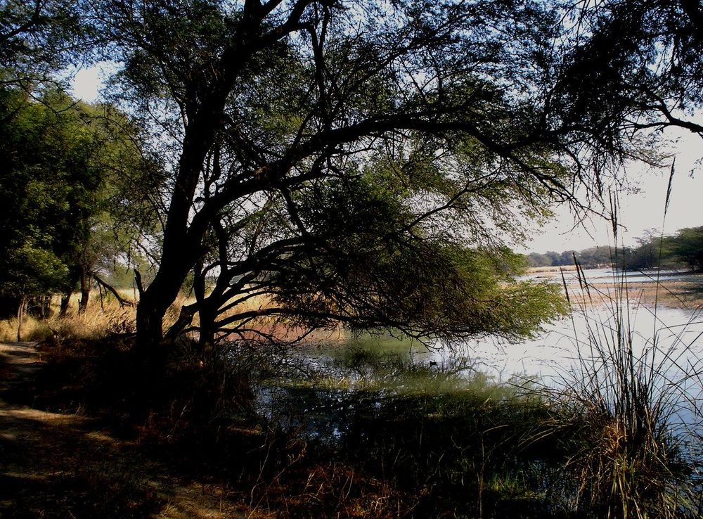 File:Sultanpur National Park, Haryana.JPG - Wikimedia Commons