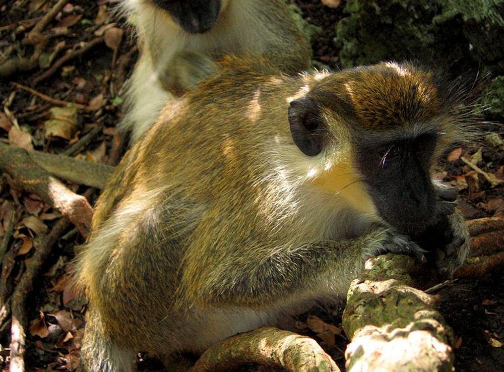 File:Green Monkey in Barbados 12.jpg - Wikimedia Commons