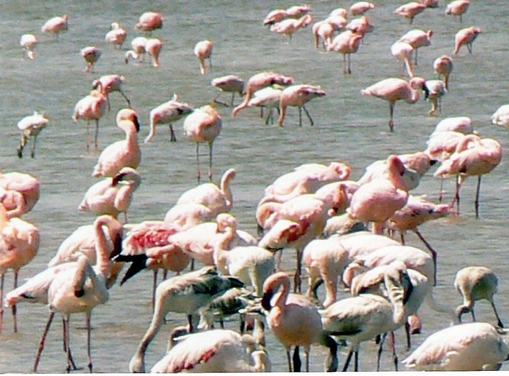 File:Flamingoes on Lake Abiyatta.jpg - Wikimedia Commons
